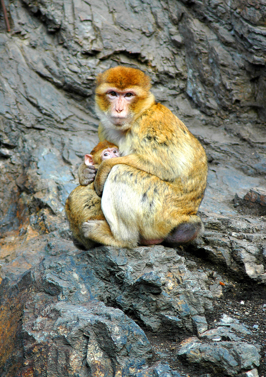ZOO 501.jpg.jpg
